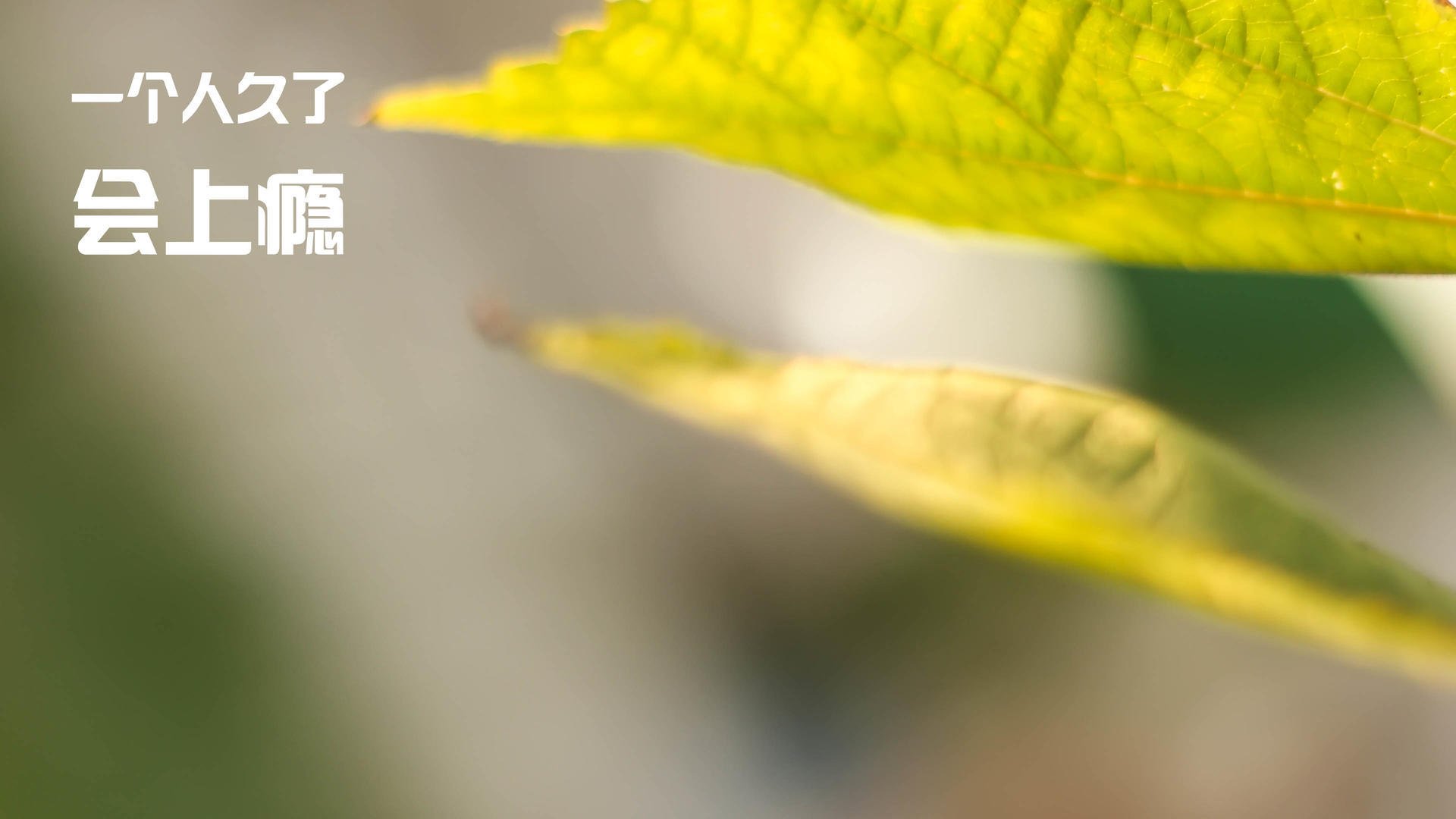 拉什福德成为全场焦点，荷兰对阵希腊的激情之夜