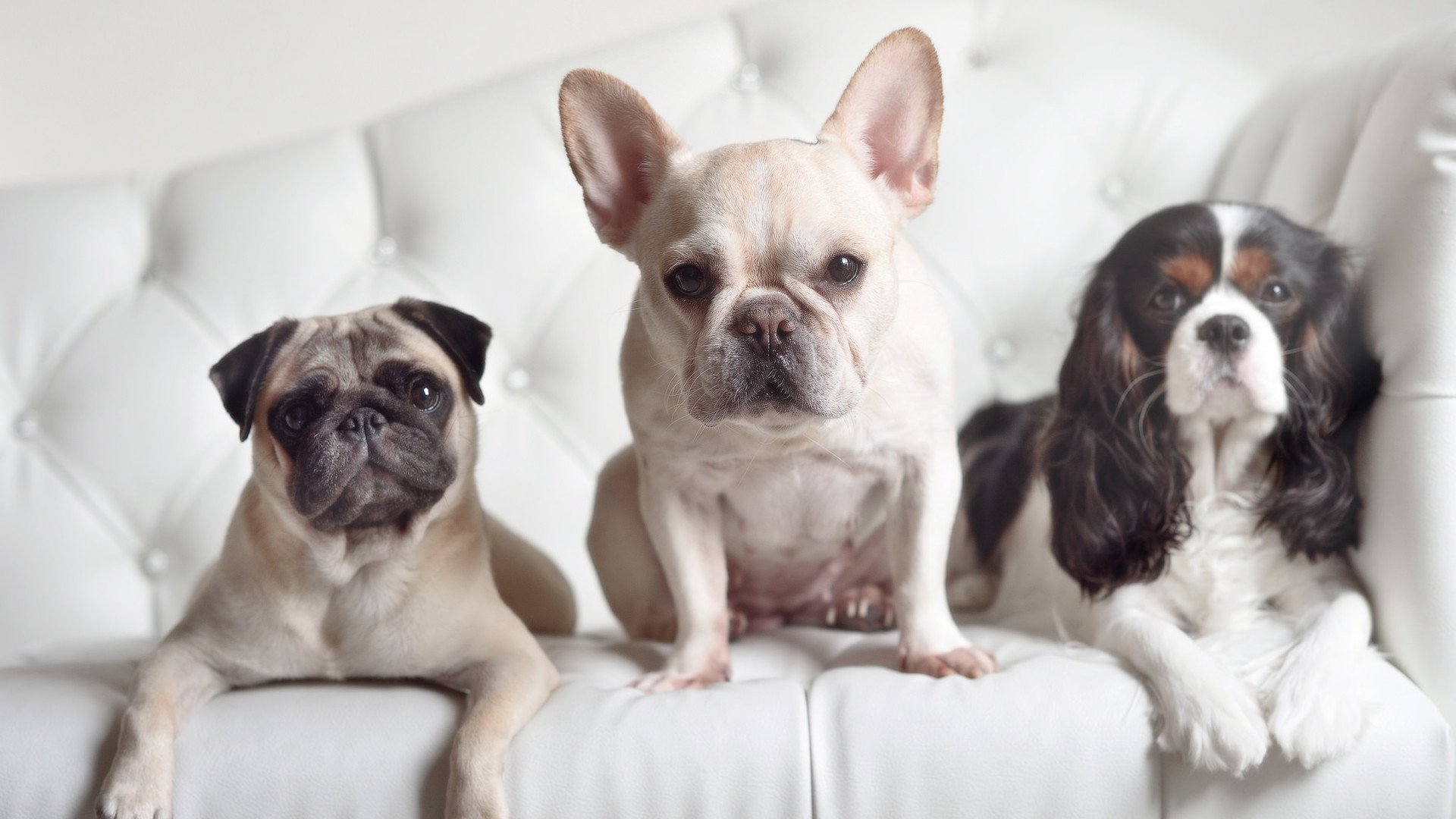 绿茵场上的地缘棋局，当玻利维亚封锁洪都拉斯，拉亚化身破局关键先生