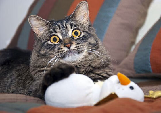 -锡安统治全场，勇士强势压制公牛夺胜