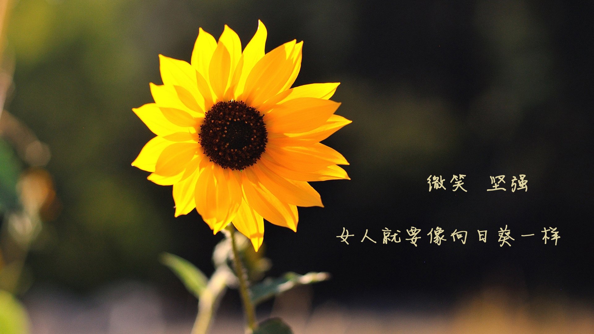 pg电子游戏-巴雷拉一锤定音！瑞士军团决胜局攻克佛罗伦萨