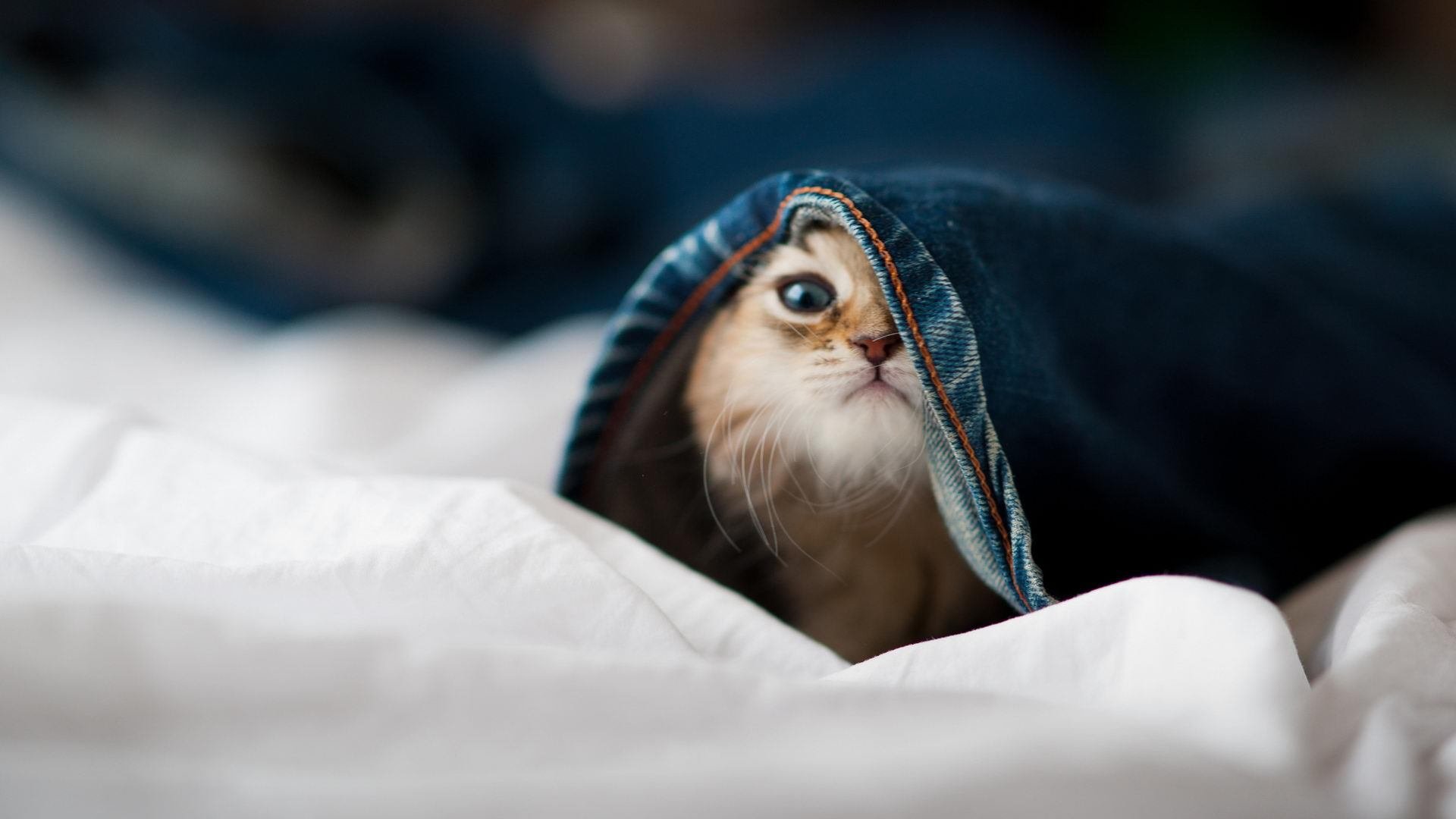 pg电子娱乐-法比尼奥全场最佳实至名归，那不勒斯日本之行彰显绝对统治力