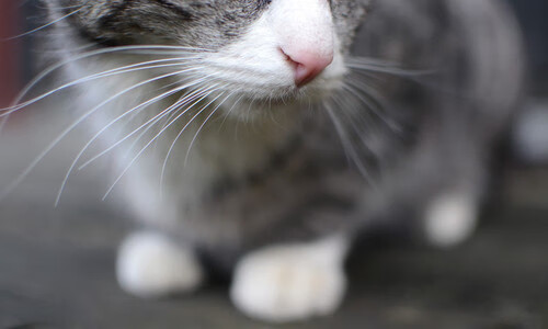 pg电子游戏-冰与火的对决，班凯罗德甲封王夜与热火上海滩突围战