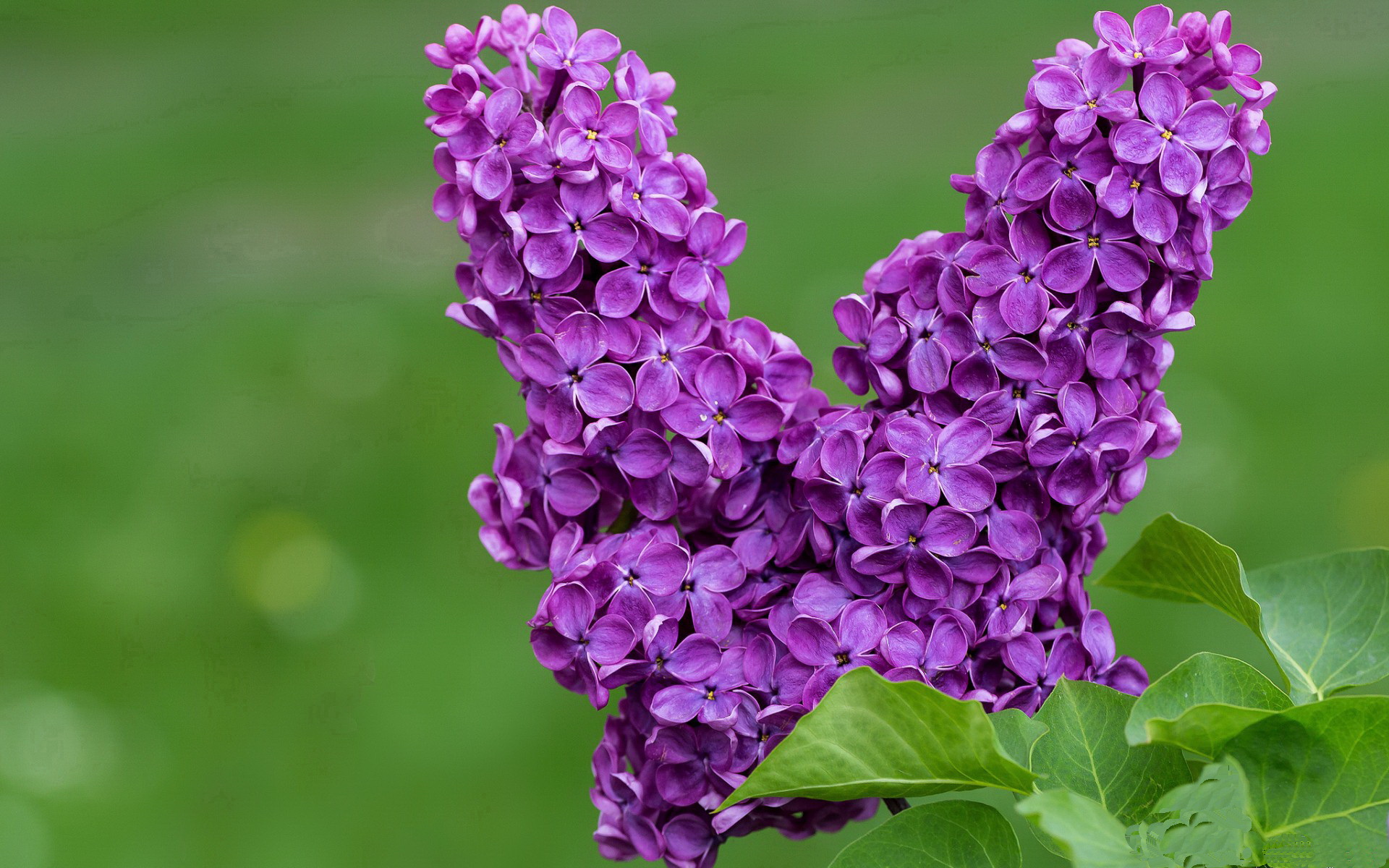 新星切特统治攻防,开拓者客场提前打花吉林