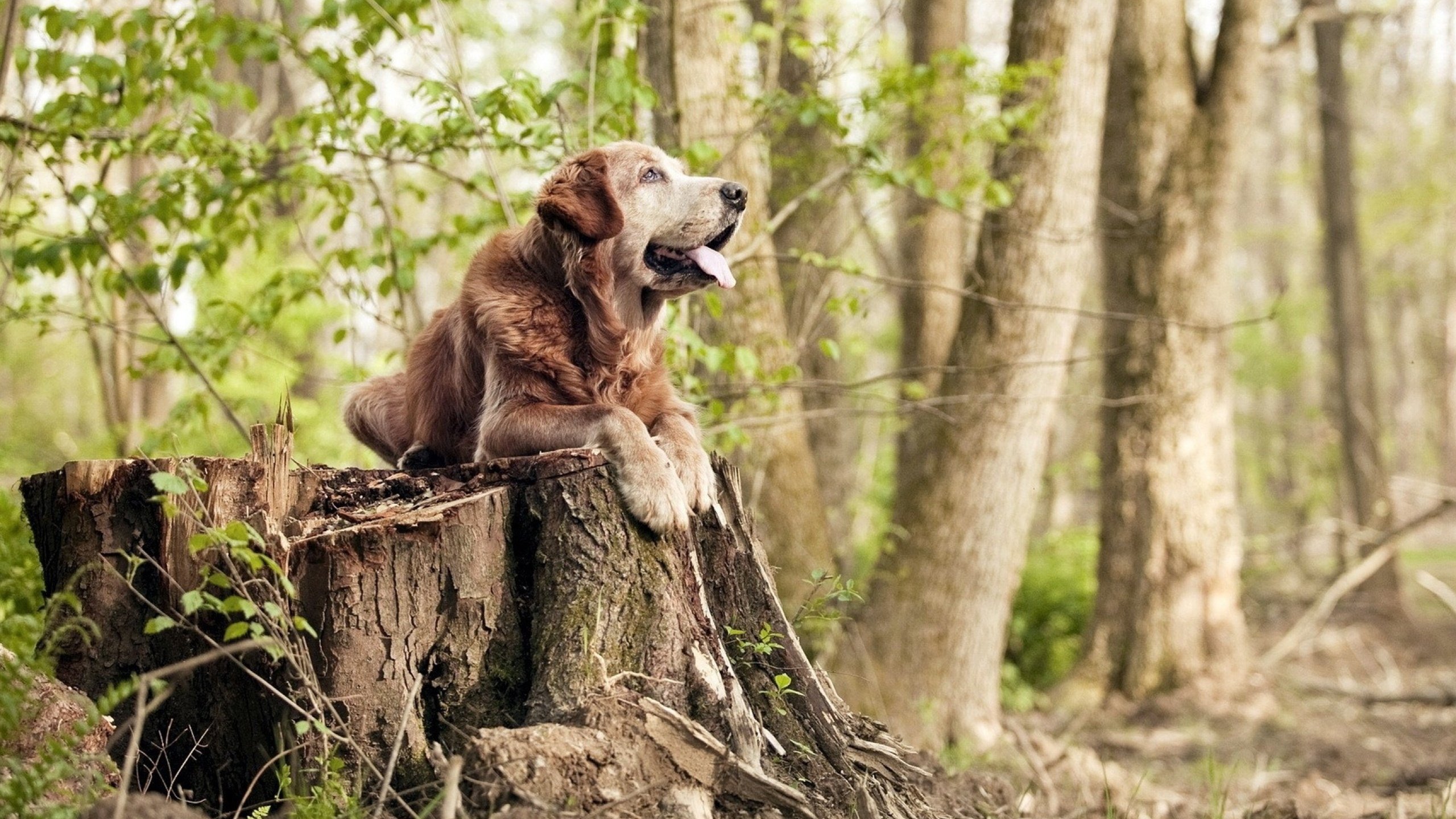 pg电子娱乐-当世界静待冠军时，阿坎吉在创造另一种历史
