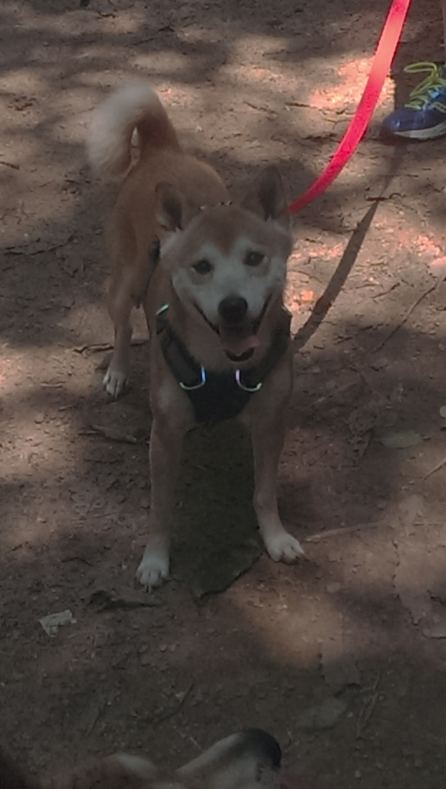 小贾伦奥运前关键战爆发，率队压制开拓者连胜攻势