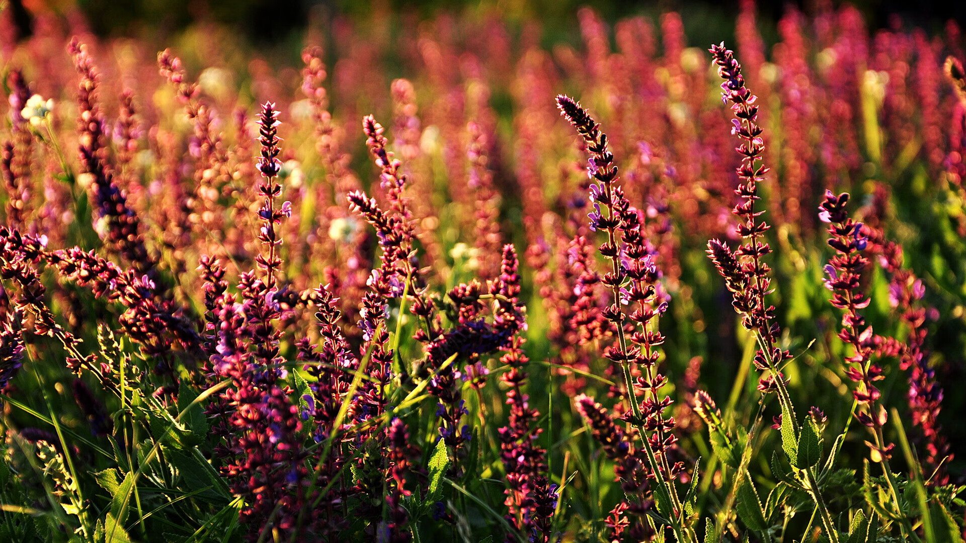 pg电子游戏-掌控旋律的致命变奏，当葡萄牙节奏遇上了黄喜灿的关键一锤