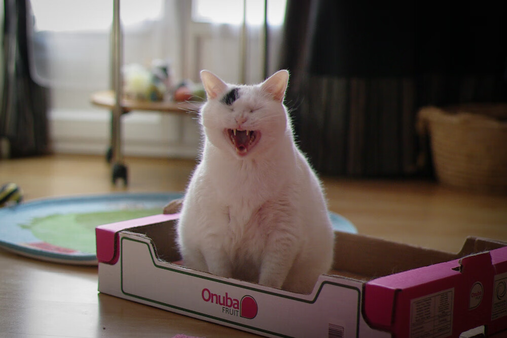 凯恩连续得分拉开差距,韩国踏平巴萨,足球世界的激情与变革