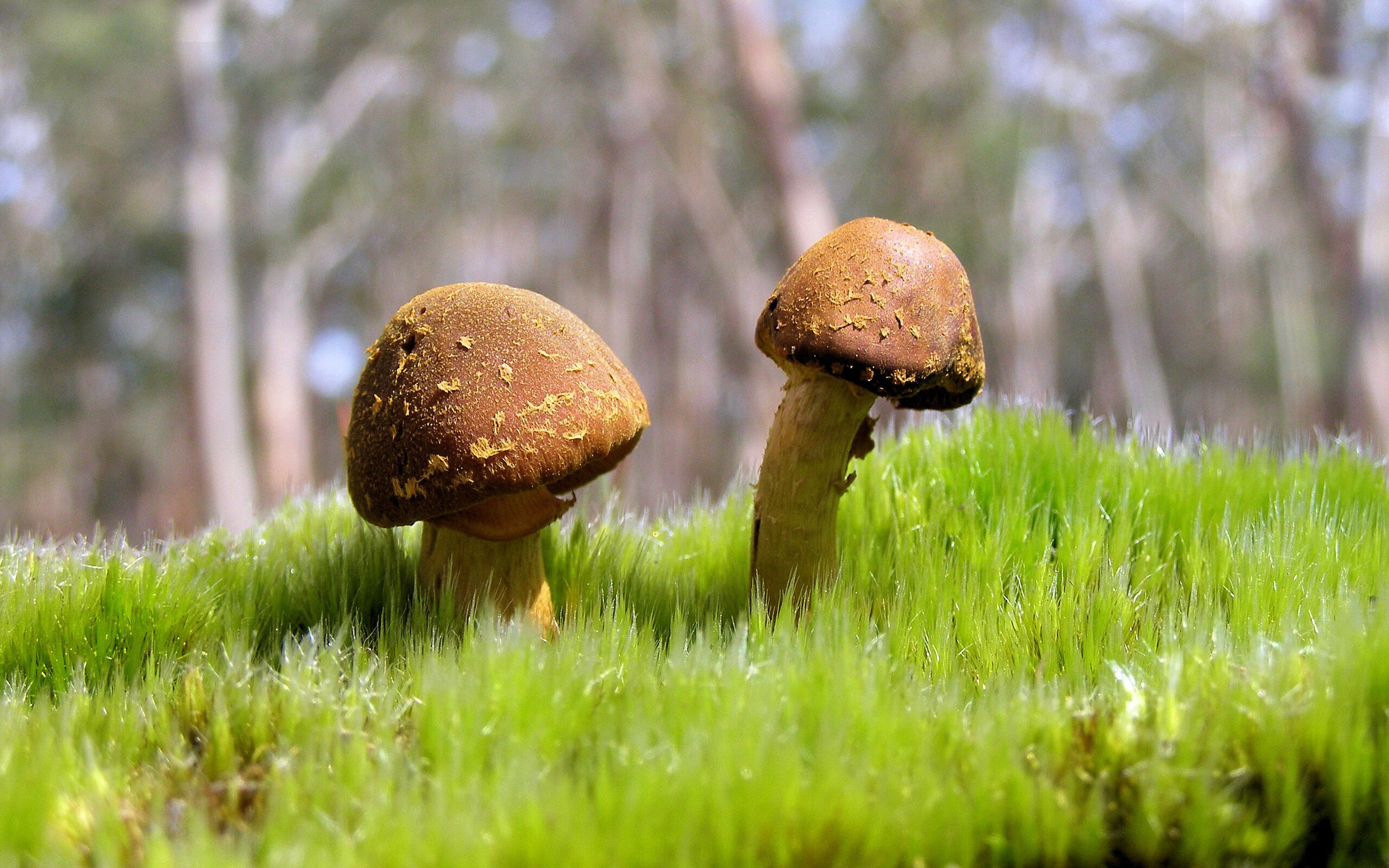 -魔笛续章，战车再碾三狮军魂，2026世界杯克罗地亚战术碾压启示录