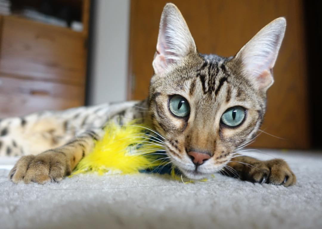 总决赛烽火跨洋燃，火箭升空，冲垮北京防线