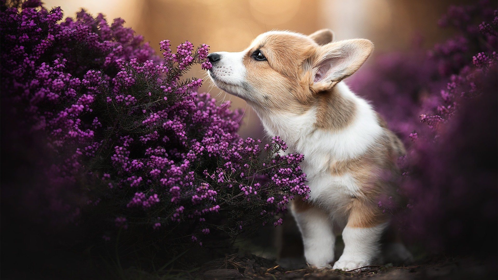 pg电子试玩网站-从冰点到沸点，杰伦格林用一记绝命三分，为自己与上海队正名