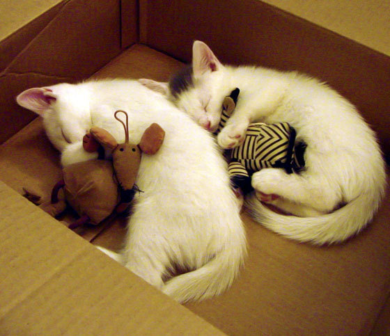 pg电子模拟器试玩在线-勒布朗终极鏖战，奥运前夜，湖人险胜鹈鹕的命运之战