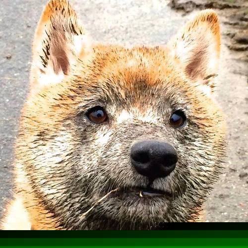 雷霆对阵太阳，詹姆斯关键进球定乾坤