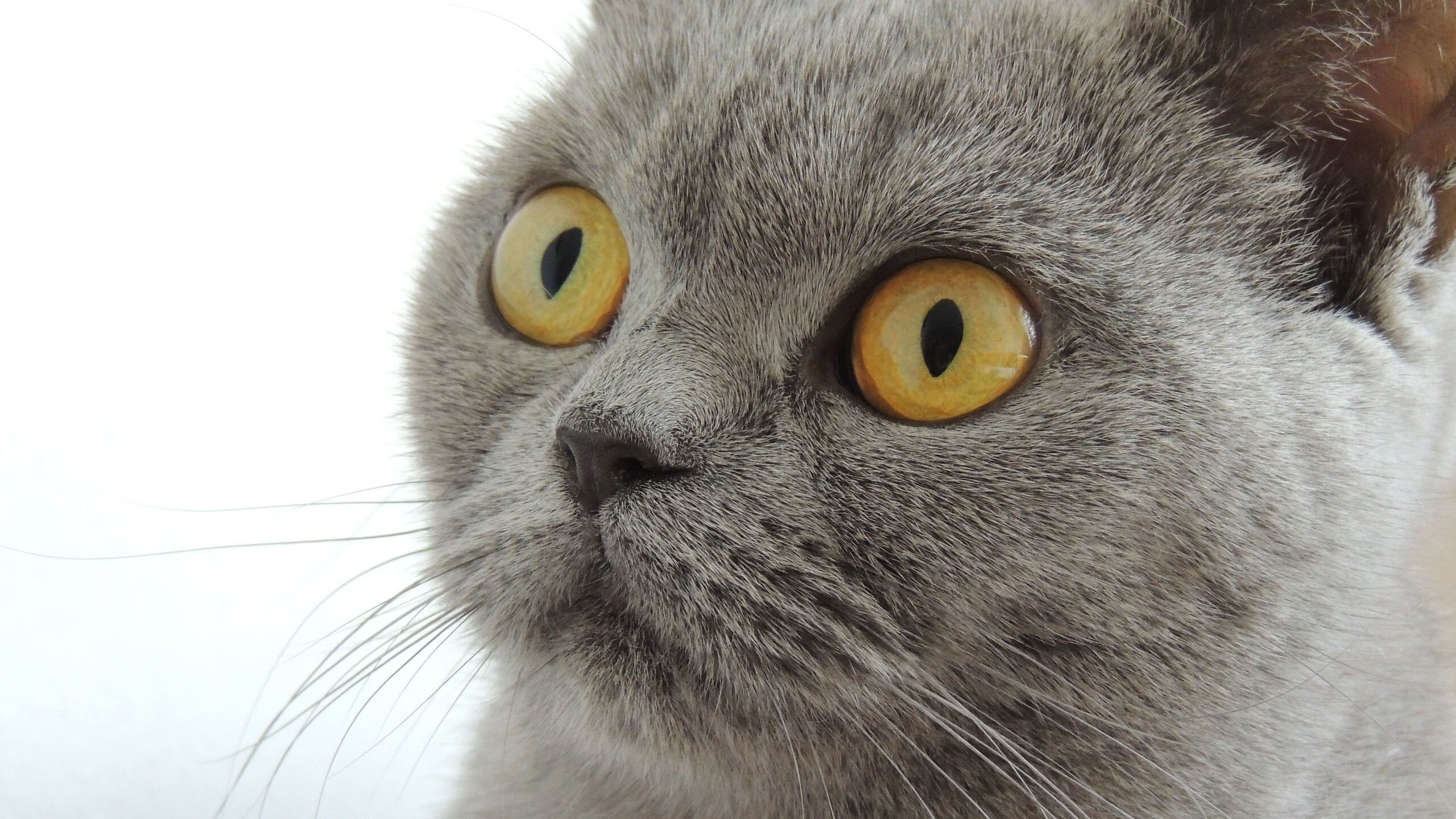 英格兰对阵马里，钢铁防线上的亚洲巨星—金玟哉以孤岛之姿，证巨星之价