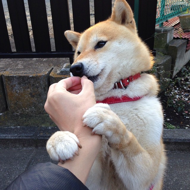 pg电子试玩网站-西亚卡姆防守端锁死对手，魔术队全面打穿上海队获大胜