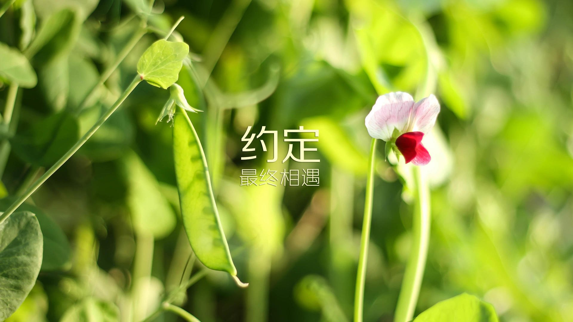 巴尔干寒夜惊雷，库尔图瓦神级扑救难阻保加利亚绝杀克罗地亚