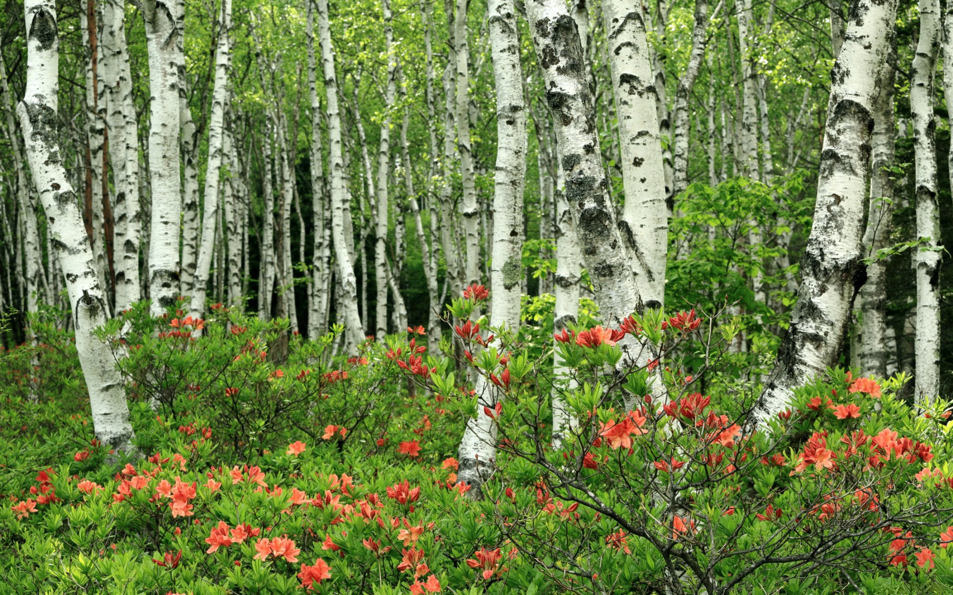 北欧铁骑击溃沙漠之师，瑞典默契配合铸就2026世界杯豪门对决关键战